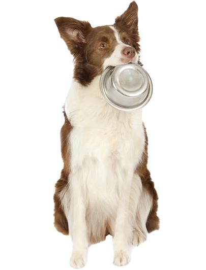 Smart Feeding Service - Nysea Dogs